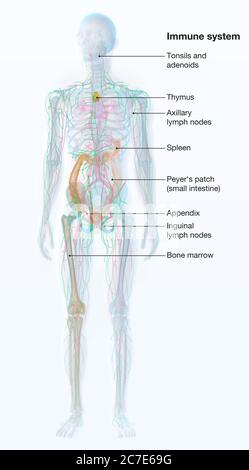 Illustration showing parts of the human immune system Stock Photo - Alamy