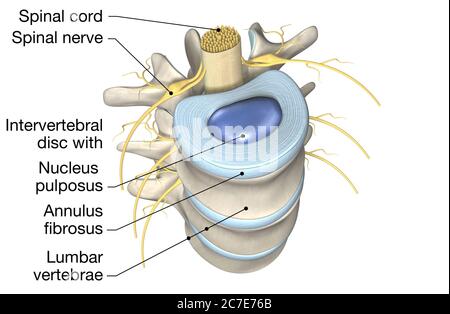 3D illustration showing lumbar vertebrae with intervertebral disc, medically 3D illustration Stock Photo