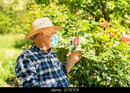 Elderly man wearing a protective mask in the domestic quarantine period in the garden to cure roses. Stock Photo