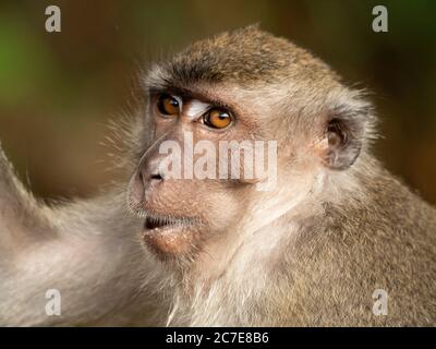 Close up of long tailed macaques face whilst it chews Stock Photo