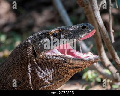 Close up of adult komodo dragon's head with mouth open showing saliva Stock Photo