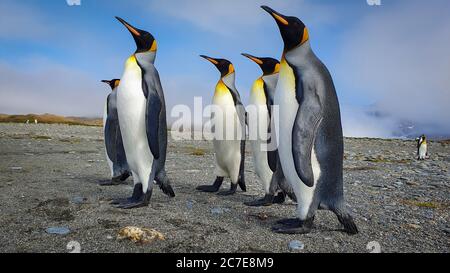 Five king penguins stood upright on grey sand with clouds and hills in the background in South Georgia Stock Photo