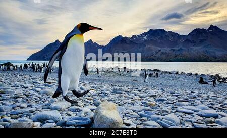 Adult king penguin walking across pebble beach with colony in background with sea and dramatic mountains under an early morning sky