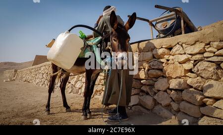 Egyptian man filling a jerry can of water on a donkeys back Stock Photo