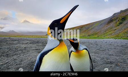 Close up of two adult king penguins on grey sand beach with hills and mountains in the background peaking through clouds