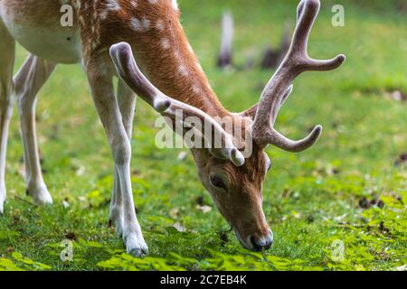 Close view on a deer eating grass Stock Photo