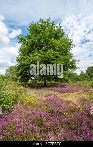 View of Yateley Common, a lowland heath area with flowering bell heather and a mature oak tree during summer, Hampshire, UK