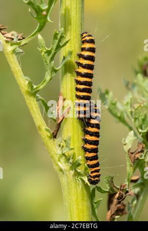 Cinnabar moth caterpillars or larvae (Tyria jacobaeae) feeding on ragwort (Jacobaea vulgaris), UK
