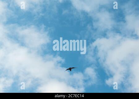 Seagull flying on vibrant blue sky, white fluffy clouds background Stock Photo