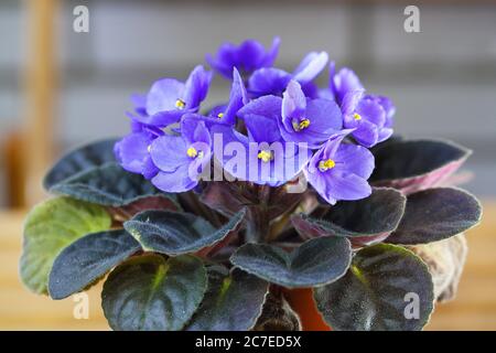 Violet Saintpaulias flowers commonly known as African violets Parma violets close up isolated colored bokeh background. Stock Photo