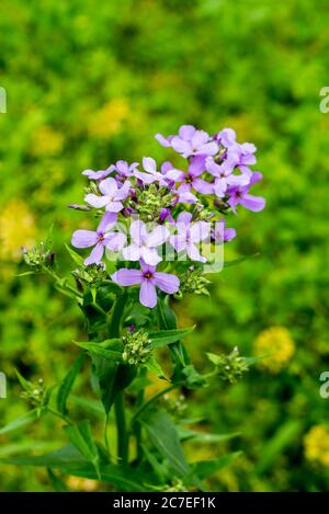 Wild phlox flowers on a roadside in Kentucky Stock Photo