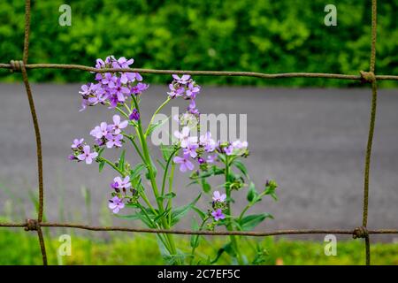 Wild phlox flowers on a roadside in Kentucky Stock Photo