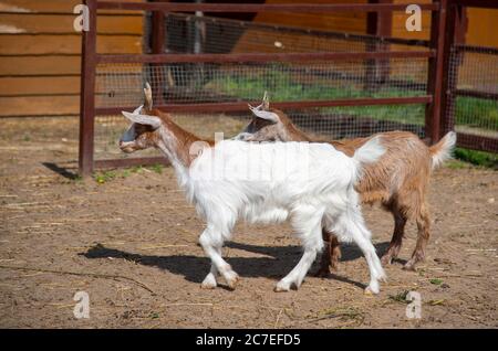 Two baby goats, white and brown, in a paddock on a livestock farm.  Stock Photo