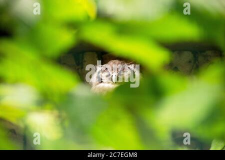 View of a giant eagle owl, Bubo lacteus, photographed through a leaf forest Stock Photo