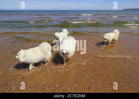 Group of Samoyed dogs on the beach in Devon Stock Photo
