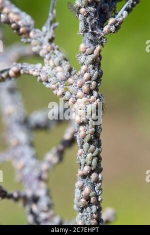 Cabbage aphid or cabbage aphis - Brevicoryne brassicae on the stem of a red cabbage, with some parasitized by a parasitoid wasp. Stock Photo
