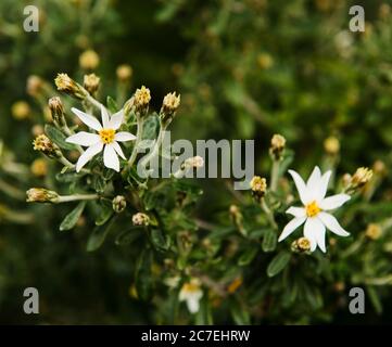 flowers growing in Tierra del Fuego National Park, Ushuaia, Argentina, Patagonia, South America Stock Photo