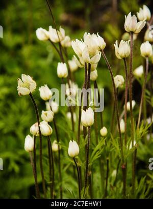 flowers growing in Tierra del Fuego National Park, Ushuaia, Argentina, Patagonia, South America Stock Photo