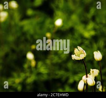 flowers growing in Tierra del Fuego National Park, Ushuaia, Argentina, Patagonia, South America Stock Photo