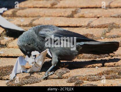 Eurasian jackdaw (Coloeus monedula) tearing up a piece of manuscript paper for use as nesting material. Stock Photo
