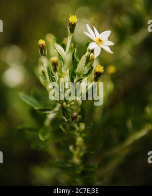 flowers growing in Tierra del Fuego National Park, Ushuaia, Argentina, Patagonia, South America Stock Photo