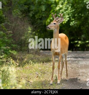 A white tail buck with velvet covered antlers in north Idaho. Stock Photo