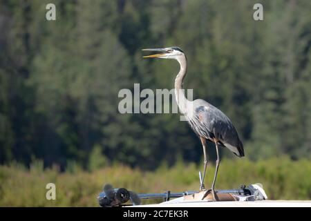 A heron stands on a boat by a lake in north Idaho. Stock Photo
