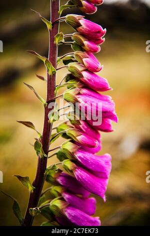 Lupine flower detail in Torres Del Paine National Park, Chile, Patagonia, South America Stock Photo