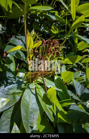 A large Brown Hawker dragonfly (Aeshna grandis) at rest camouflaged against a dead flower spike of a rhododendron bush in summer, Surrey, SE England Stock Photo