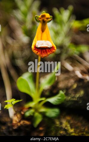 Calceolaria uniflora also known as Darwin's Slipper growing in Torres Del Paine National Park, Chile, Patagonia, South America Stock Photo