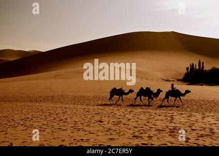 Silhouette of three camels and a person leading them in a desert near Dunhuang in China Stock Photo