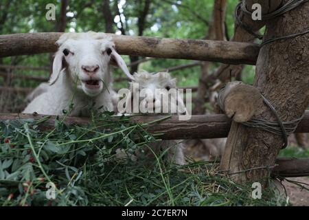 Horizontal shot of two white goats eating grass during daytime Stock Photo