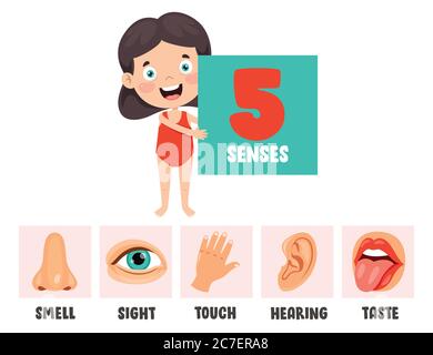 Five Senses Concept With Human Organs Stock Vector Image & Art - Alamy