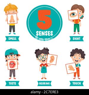 Five Senses Concept With Human Organs Stock Vector Image & Art - Alamy