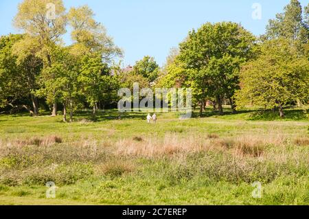 Senior couple walking across wildlife area of parkland with long grass lots of trees and a blue sky on a bright summers day Blackpool Lancashire UK Stock Photo