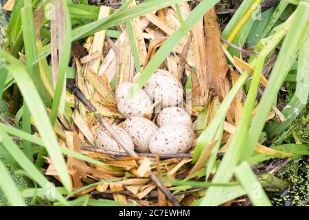 Six eggs in a moorhen nest, also known as water hen, gallinula chloropus. Small black bird with red and yellow beak. Rallidae. Stock Photo