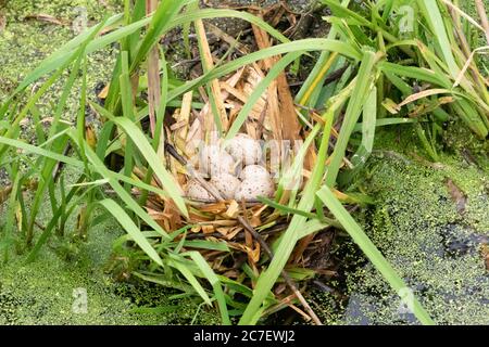 Six eggs in a moorhen nest, also known as water hen, gallinula chloropus. Small black bird with red and yellow beak. Rallidae. Stock Photo
