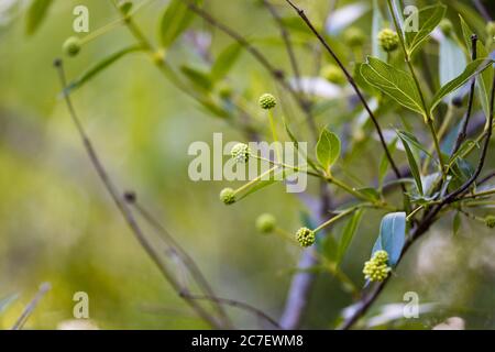 Close up of shrub fruits in Argentine pampas Stock Photo