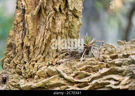 Tree bark with textures and air carnation Stock Photo