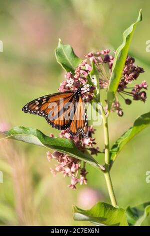 A monarch butterfly on a pink milkweed plant with green background Stock Photo