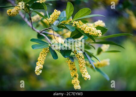 Prosopis alba (white carob tree, algarrobo) flowers. Pampa flowers, Argentina Stock Photo