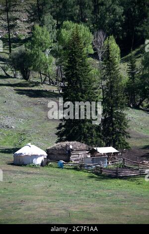 Vertical shot of beautiful green fir trees in the Kanas national park in China and a wooden cabin Stock Photo