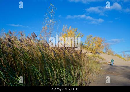 Photo shot on the beach with reeds on sunny days in Sandbanks Provincial Park, Ontario, Canda. Stock Photo