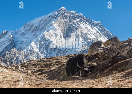 Landscape shot of a domestic yak eating grass on a mountain with a snowy mountain in background Stock Photo