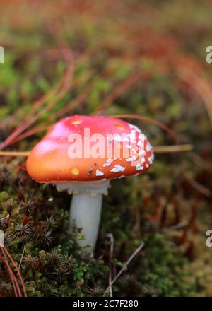 Vertical shot of a little fairy mushroom - the perfect place for a fairy to hide in the fall Stock Photo