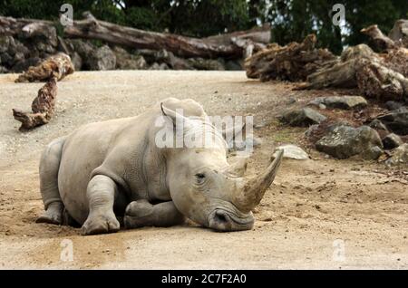 Horizontal shot of a grey hippopotamus on brown ground at the zoo during daytime Stock Photo