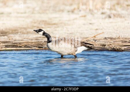Goose wading through water and drinking drops falling down at a nature study area wetland Stock Photo
