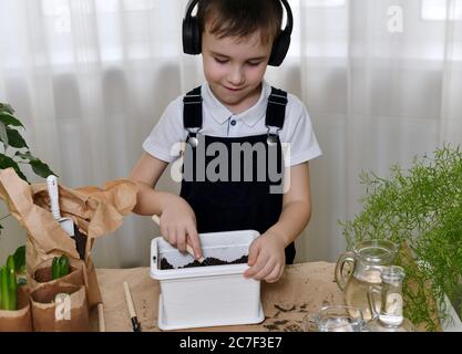 The boy, diligently leveling the soil for the planting of flowers, is engaged in the planting of hyacinths. Stock Photo