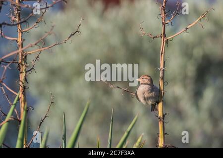 bird sparrow perched on a branch with sunlight outdoors Stock Photo