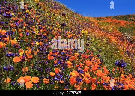 Poppy flowers, Walker Canyon Conservation Area, Lake Elsinore, Riverside County, California, USA Stock Photo